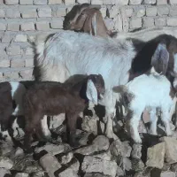 بزدوقلو  بزپاکستانی  بز میش