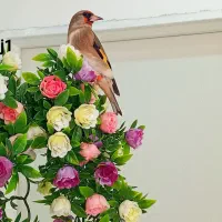 سهره قواره دار و مست