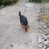 یک قلاده ژرمن وا گذاری میشود|سگ|بومهن, |دیوار