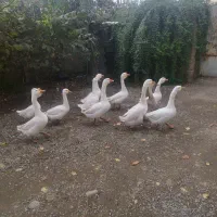 غوغاز فروشی|حیوانات مزرعه|تالش, هشتپر|دیوار