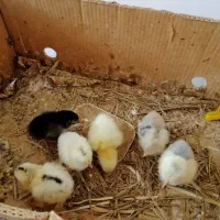 تخم مرغ جوجه  برهما لایت