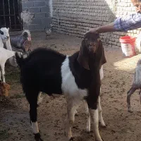 نر بز پاکستانی۲ساله چند قلوزا|حیوانات مزرعه|شیروان (خراسان), |دیوار