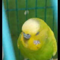 سهره قناری سینم