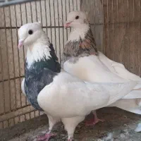 کبوتر رنگی|پرنده|تهران, خرمشهر|دیوار