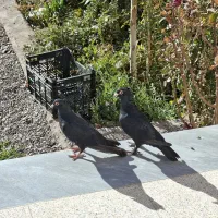 نر و ماده کبوتر زاغ|پرنده|گلزار, |دیوار