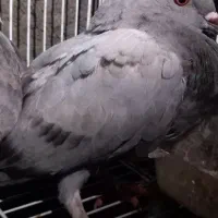 ۲ عدد کبوتر نر