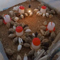 بلدرچین