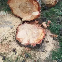 خرید وفروش  انواع چوپ تنه و نوپانی و....