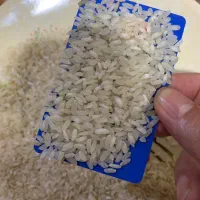 برنج کامفیروزی نو درجه یک|خوردنی و آشامیدنی|شیراز, شهرک سراج‎|دیوار