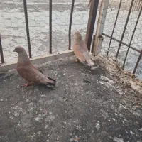 کبوتر کله پرتقالی نر و ماده بشرط تخم وجوجه