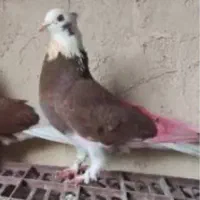 گمشده