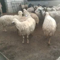 گوسفند داشتی جوان|حیوانات مزرعه|کوهدشت, |دیوار