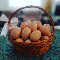 تخم مرغ نطفه دار  نژادگلین لری