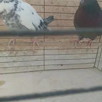 گلچین کبوترپرشی باارسال(محل بازدیدبلوار دولت آباد)