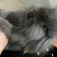 خرگوش لوپ اصل