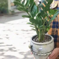 گیاهان سالم و تازه، بدون ریسک خرید