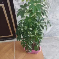 گل‌های آپارتمانی قیمتها متفاوتن|گل و گیاه طبیعی|جوانرود, |دیوار