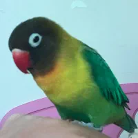 پرنده عروس هلندی طوطی برزیلی|پرنده|محمدیه-قزوین, |دیوار