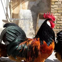 باغ ماکیان زینتی سزار میبد