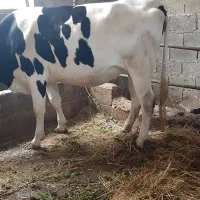 حیوانات مزرعه گاو
