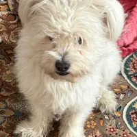 سگ پیدا شده|حیوانات|اصفهان, ملک‌شهر|دیوار