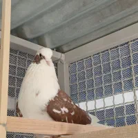 کبوتر شمرونی اصل|پرنده|دماوند, دماوند|دیوار