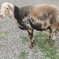 قوچ|حیوانات مزرعه|سیمین شهر, |دیوار