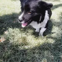 Border Collie (بردر کولی) سگ