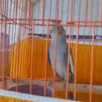 عروس هلندی طوسی نیم دستی