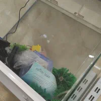 اکواریوم ماهی|ماهی|اصفهان, ارغوانیه|دیوار