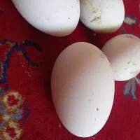 ۹ عدد غازه ۹ ماهه|حیوانات مزرعه|ثمرین, |دیوار