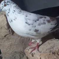 کبوتر|پرنده|گرگان, |دیوار