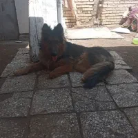 سگ جرمن