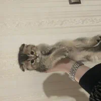 اسکاتیش فولد بلک گلد ماده و سیلور ماده