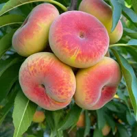 فروش نهال گردو پکان، کیفیت درجه یک با قیمت مناسب|خدمات باغبانی و درختکاری|رشت, حسین آباد|دیوار