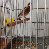 سهره قناری|پرنده|همدان, |دیوار