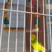 مرغ عشق|پرنده|فیروزآباد (لرستان), |دیوار