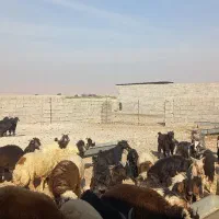 بزغاله چپش چاق و داشتی|حیوانات مزرعه|اندیمشک, |دیوار