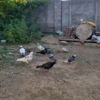 کبوتر|پرنده|گرمی, |دیوار