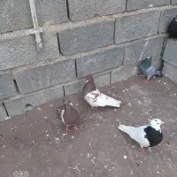 کله سرخ|پرنده|گنبد کاووس, |دیوار