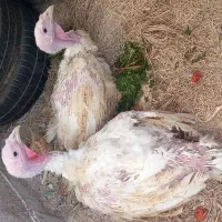 بوقلمون بیوتی|حیوانات مزرعه|سبزوار, کوی بهار|دیوار