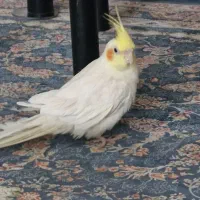 عروس هلندی لوتینو نر