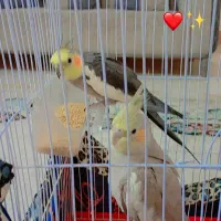 عروس هلندی
