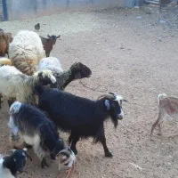 میش .بره.بز داشتی
