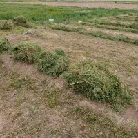 بیده  خشک دست درو