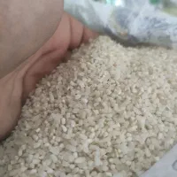 برنج کامفیروز بشرط|خوردنی و آشامیدنی|اصفهان, شیخ اشراق|دیوار