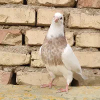 طوقی نر|پرنده|شهرضا, |دیوار