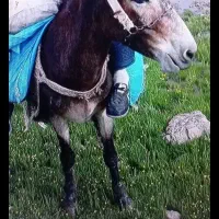 سلاخدمت دوستای گل این قاطردر.دورود.دزدیده شده است|حیوانات|رودشت (چهارمحال و بختیاری), |دیوار