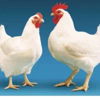 میوه و مرغ فروشی روستای بیاشوش|خوردنی و آشامیدنی|جوانرود, |دیوار