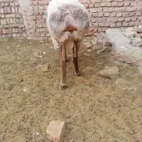 فروش بره چینی مناسب قوچ و پلوار|حیوانات مزرعه|بیرجند, |دیوار